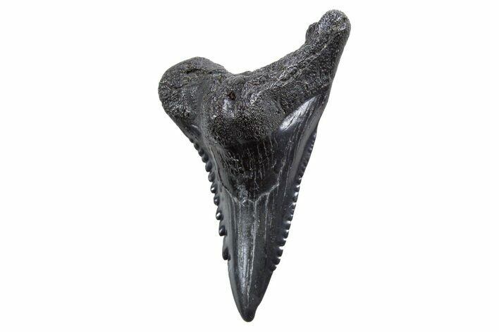 Snaggletooth Shark (Hemipristis) Tooth - South Carolina #347031